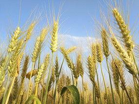 关于小麦的资料,粮食安全的基石与农业发展的关键